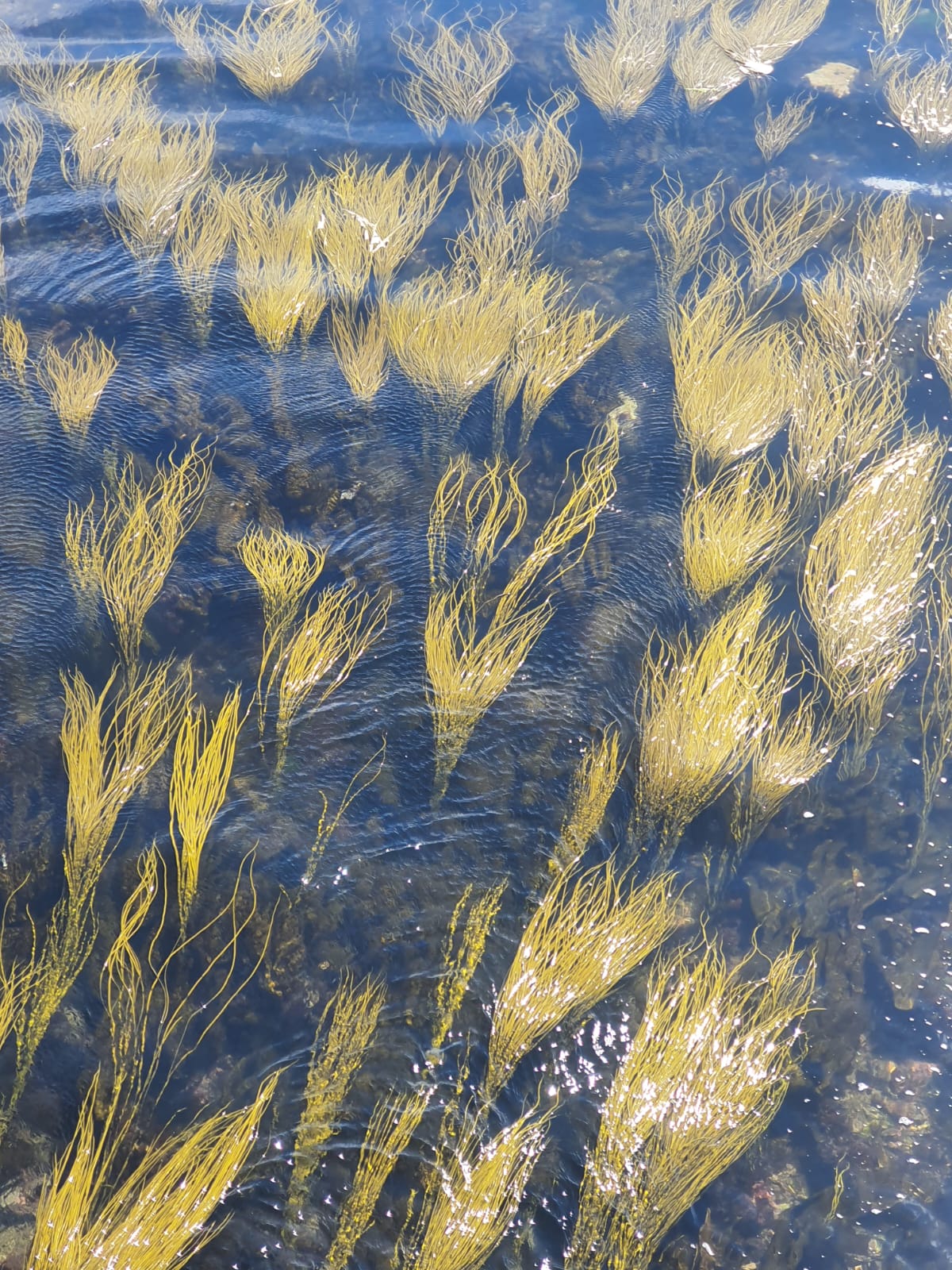 Transparentes Hintergrundbild, grüne Algen unter Wasser