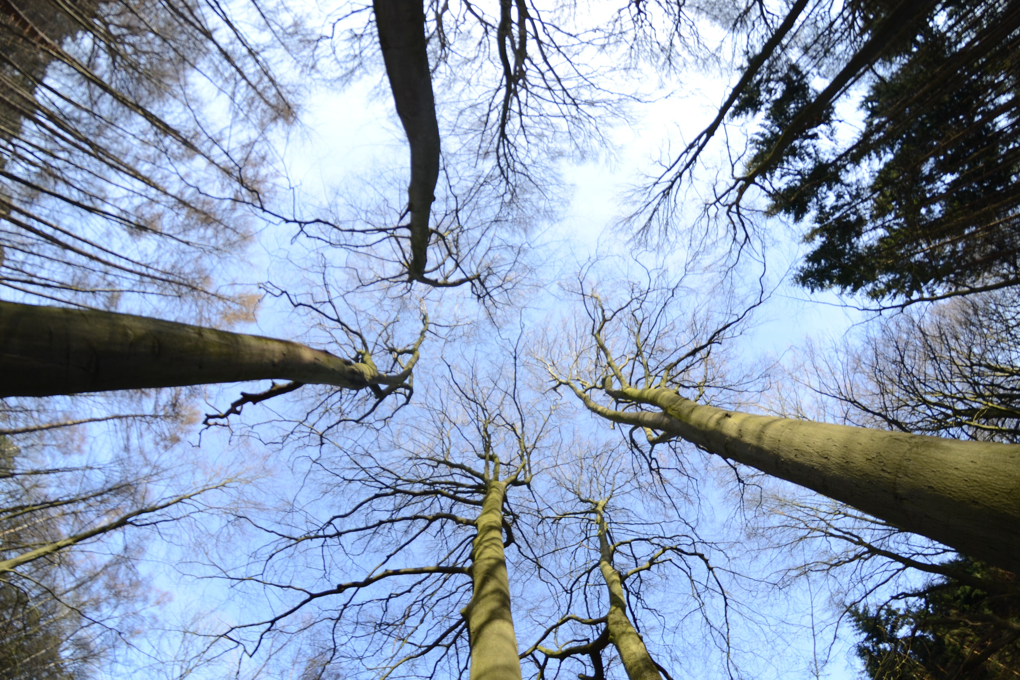 Fotografie, die von unten nach oben in einem Wald aufgenommen Bäume zeigt, die in den blauen Himmel ragen
